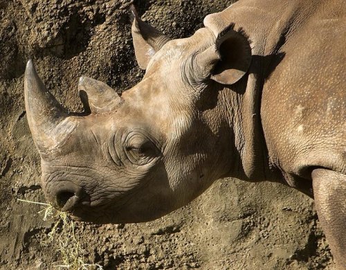 «Носороги спасутся» - Они получат искусственные рога из конского волоса