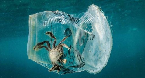 «Мистика какая-то»: Учёные не понимают, куда в океане деваются 98% пластикового мусора