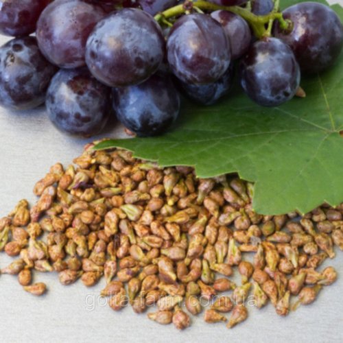 Ученые рассказали о полезных свойствах виноградных косточек