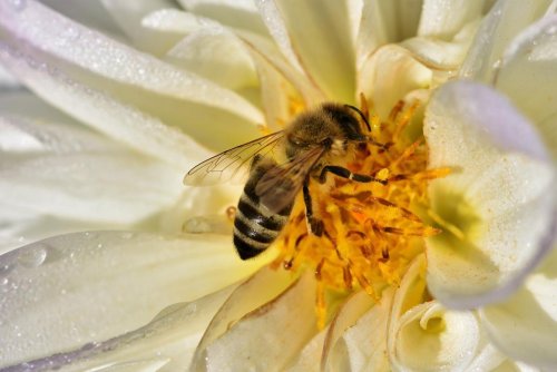 Пчёлы становятся умнее под воздействием электротока – Учёные