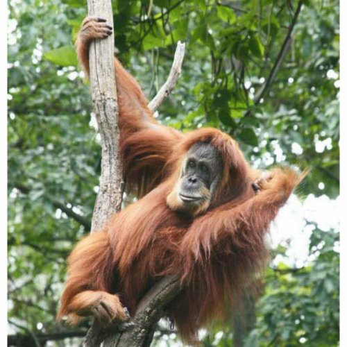 Древний родственник орангутанга имел трёхметровый рост: Учёные сделали шокирующее открытие