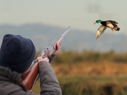 В распространении гриппа виноваты пернатые?: На Дону охотники начали уничтожать диких птиц
