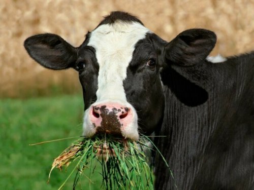 Коровы получат «доппаёк» глиной: Учёные заверяют, что это хорошая кормовая добавка