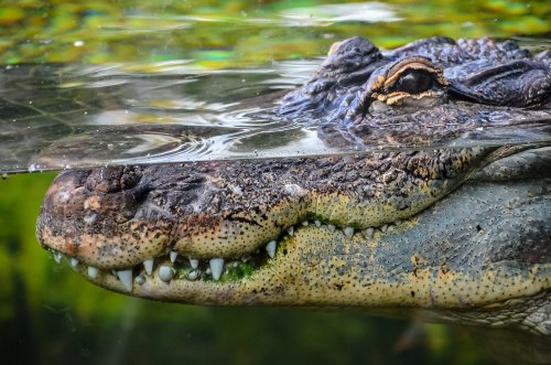 Крокодилы эволюционировали под воздействием климатических изменений