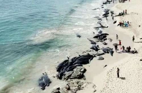 НАТО получило обвинение в массовой гибели редких китов на Балтике