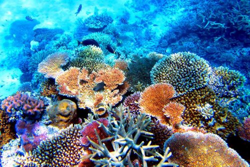 «Большой барьерный риф выживет?»: Учёные Австралии нашли для этого способ