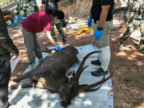 В Таиланде в желудке оленя нашли 7 килограмм пластика