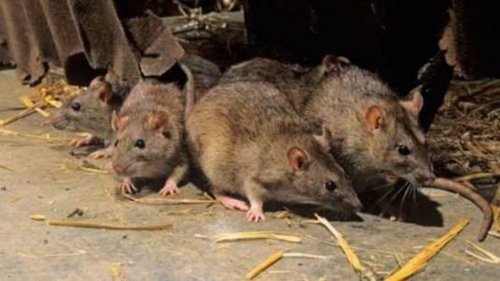 В США на ремонтника обрушился кишащий крысами потолок: Мужчина лишился работы