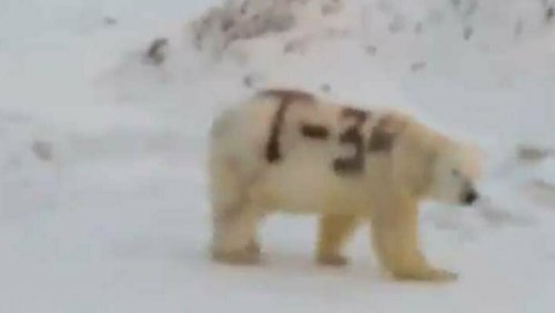 Неизвестные «шутники» написали на боку дикого белого медведя «Т-34»