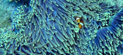 «Учёные не знают, что и думать»: Кораллы приспособились поедать пластик
