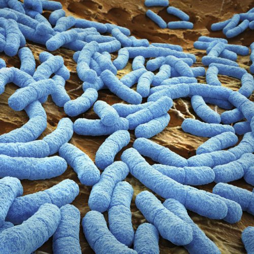 Учёные: Опасные бактерии способны общаться друг с другом