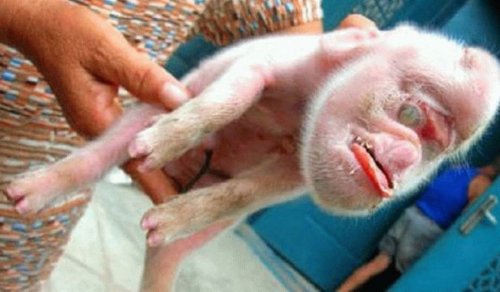 «Химеры существовали?»: Китайские учёные скрестили свинью с приматами