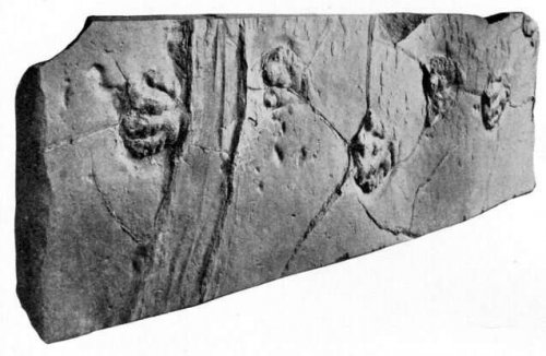 Плита из песчаника сохранила следы древних животных