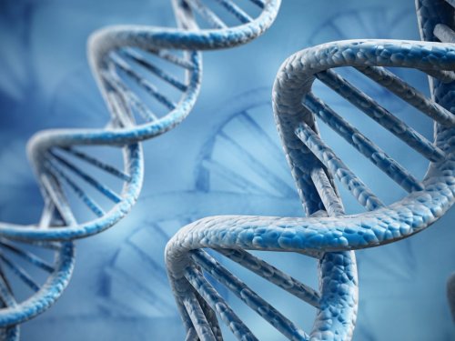 Исследование: продолжительность жизни записана в  ДНК