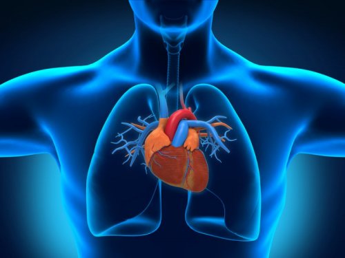 Учёные нашли новый механизм для лечения дефектов сердца