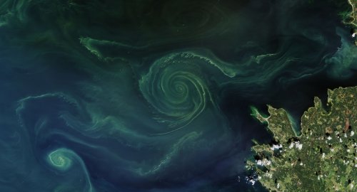 Зелёные водоросли убивают Балтийское море: Это уже заметно даже из космоса – Учёные
