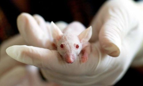 У мышей, подвергнутых сменному графику работы, начал развиваться диабет