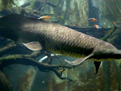 Обнаруженная окаменелость древней рыбы увеличивает рыбье семейное древо