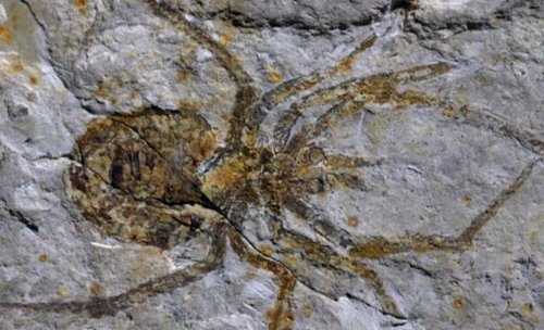 Неизвестный науке огромный доисторический паук оказался китайской подделкой