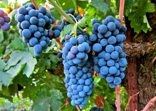 Пять новых сортов винограда способны противостоять традиционным болезням – Учёные