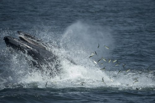 Гигантские киты используют  специальные стратегии  для охоты на  маленьких  рыб