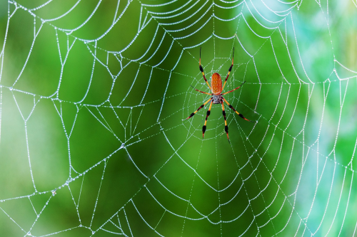 «Суперсила появится!»: Учёные создали шёлковую синтетическую паутину