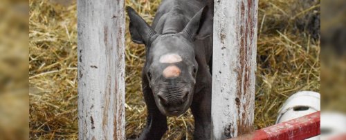 Редкое рождение черного носорога биологи считают чудом
