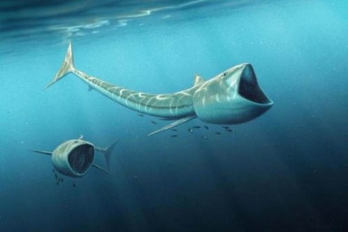 Эволюция меняла плавники рыб перед тем, как они стали осваивать сушу – Учёные