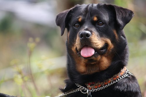 Новая иммунотерапия спасает собаку от редкого вида рака