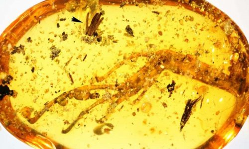 Исследователи обнаружили  в янтаре древнейшую окаменелую слизевую плесень