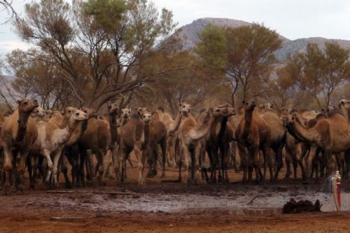 Австралийские охотники убьют с вертолетов 10 000 одичавших верблюдов.