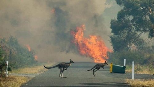 Австралийские животные из-за пожаров столкнулись с угрозой вымирания
