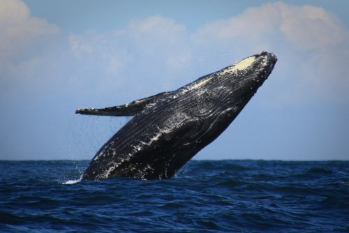 Солнечные бури могут быть причиной гибели серых китов