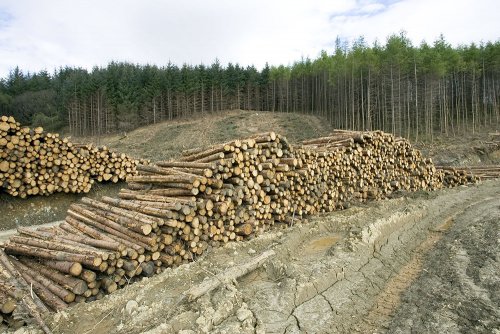 Леса имеют критическую точку для своего исчезновения – Экологи