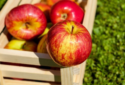 Яблоки способствуют уменьшению «плохого» холестерина