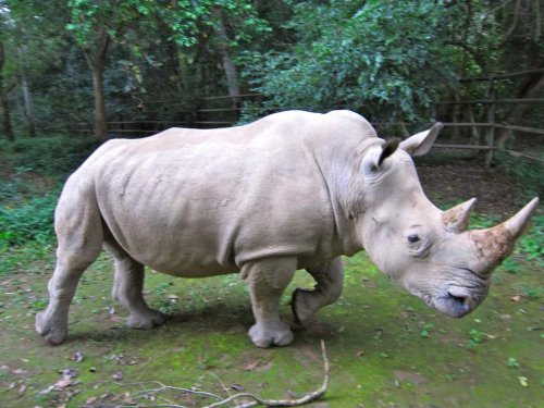 Ученые делают новую попытку спасти белого носорога