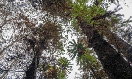 Австралийские пожарные спасают единственные в мире редкие деревья периода  динозавров