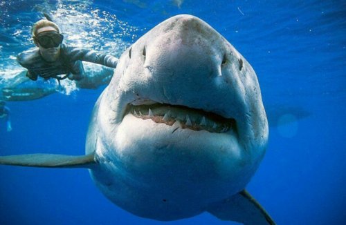 Дрон спас неосторожных купальщиков: Белая акула приблизилась к ним на два метра