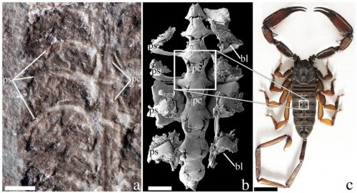 Исследователи описали новый  вид доисторического скорпиона