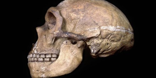 Предки человека могли употреблять твердые продукты, не повреждая зубы