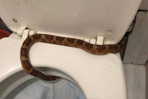 Змеи атакуют в Туле квартирные туалеты