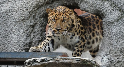 Популяция амурских леопардов не пострадала от роста численности сибирских тигров