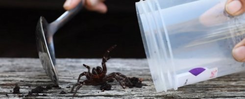 Эксперты предупреждают, что  Австралия столкнется с нашествием смертоносных пауков