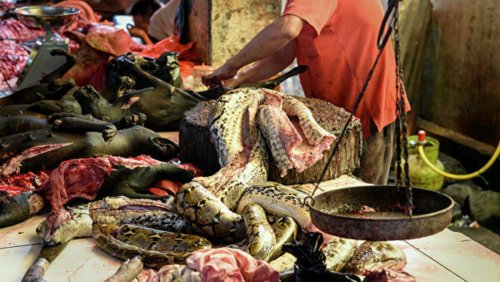 Китайский коронавирус мог появиться от живых змей с рынка