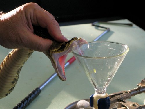 Выращенные в лаборатории органы змей производят настоящий яд