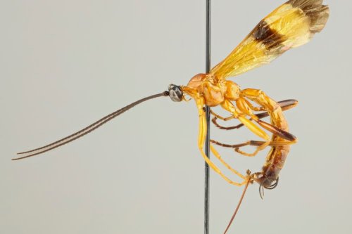 Исследователи обнаружили 15 новых паразитических ос, управляющих разумом пауков