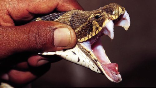 Учёные научились получать змеиный яд без участия змей