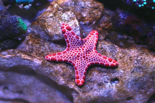 Морская звезда поможет людям выздоравливать в 100 раз быстрее