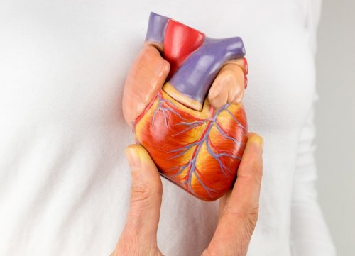 Биороботическое гибридное сердце в будущем может быть использовано как искусственное