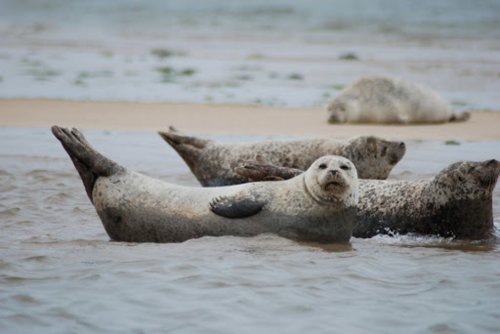 «А теперь, поаплодируем!»: Дикие тюлени хлопают ластами для общения